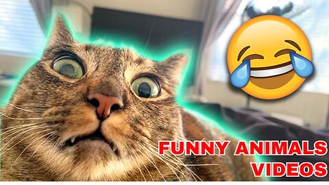 Funny Animals Videos