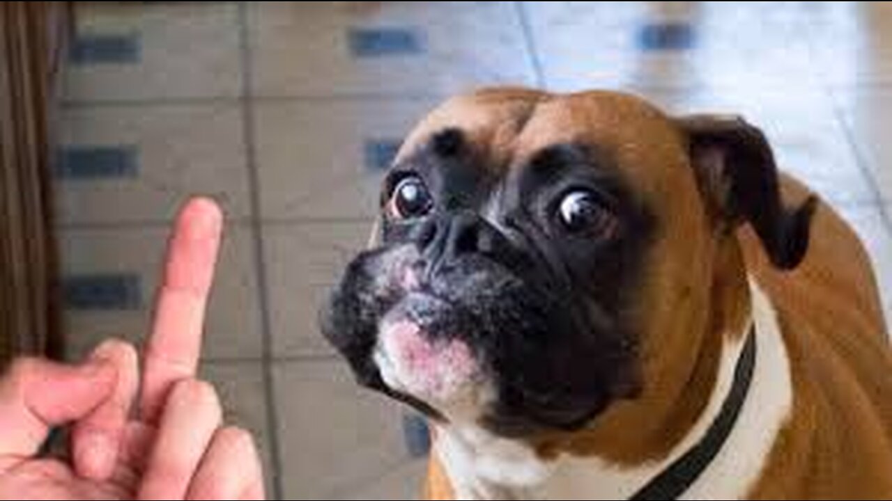 Funny Dog Really Hates Middle Finger Compilation