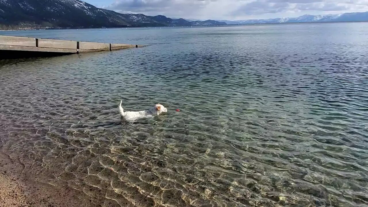 Ares swims to the ball