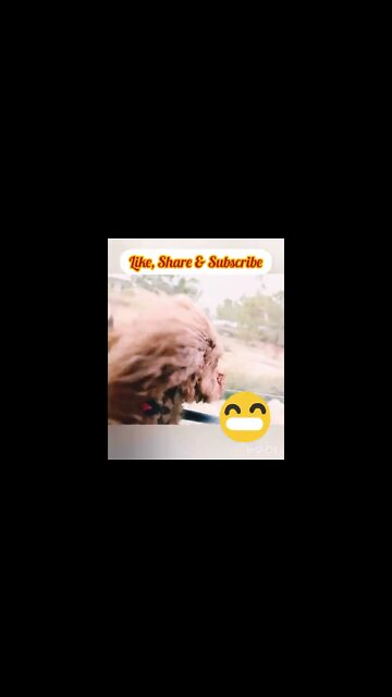 Cute Dog Looking Out Of Car Window