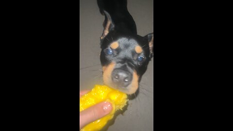 VIRAL dog tries mango #asmr