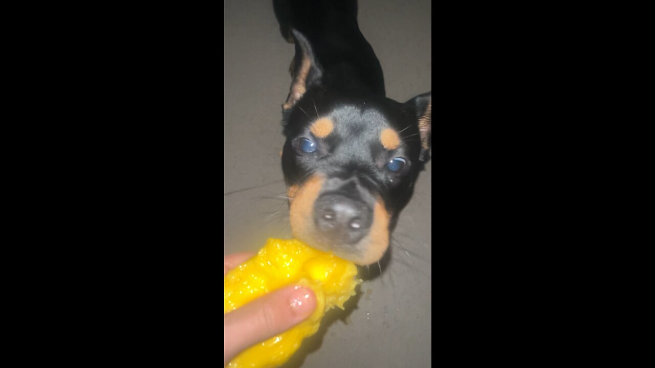 VIRAL dog tries mango #asmr