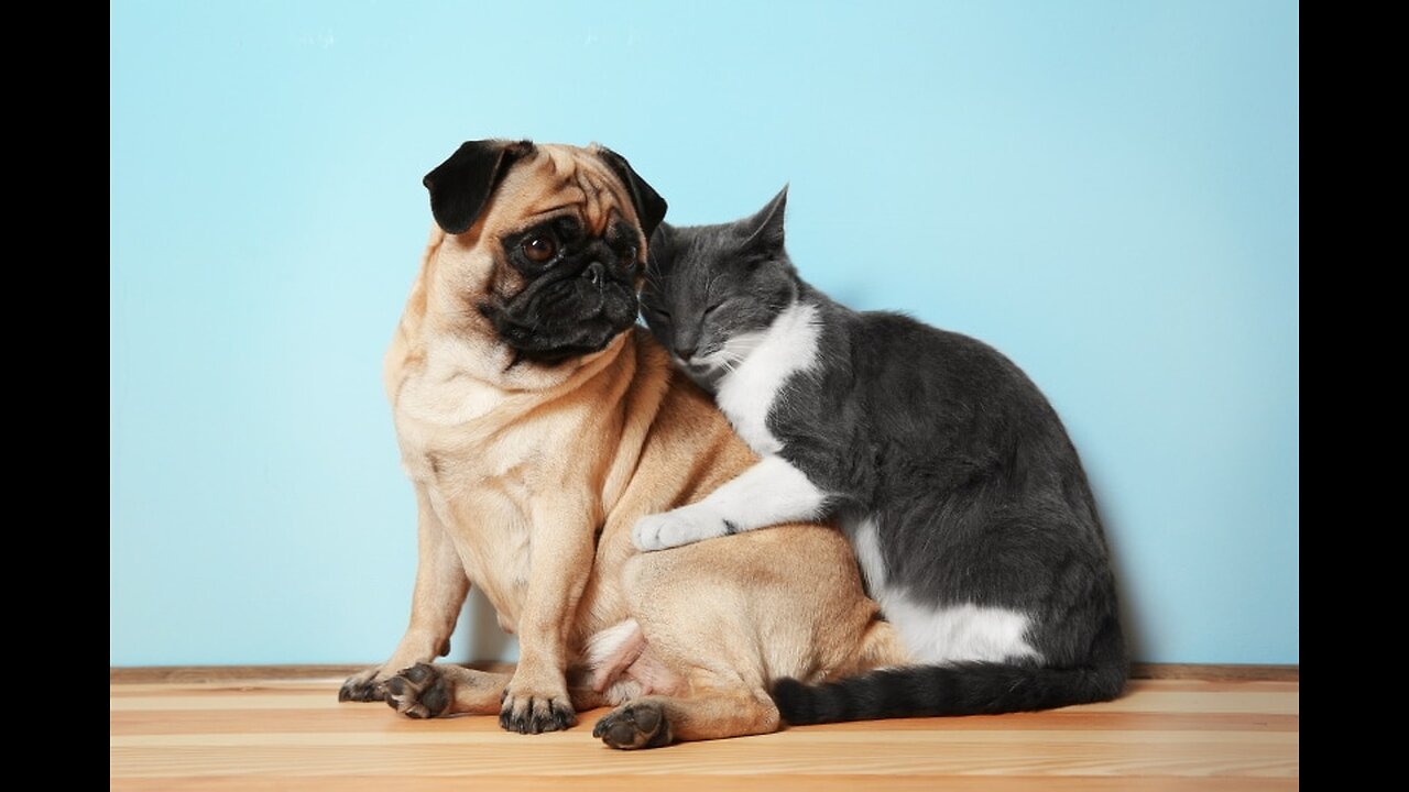 Furry Friends Unleashed: Fascinating Insights into the World of Cats and Dogs