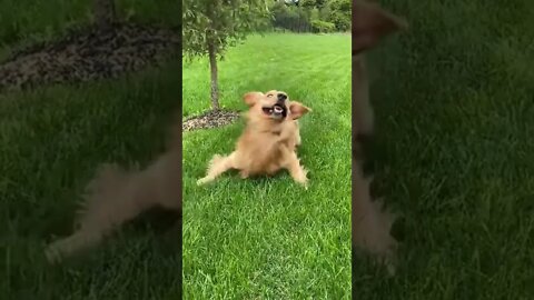 🐕My Dog is a Derp. Funny #shorts