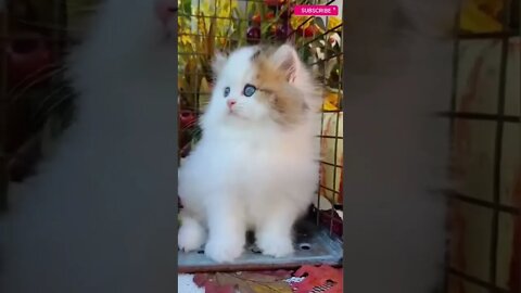 funny cat videos | cute cat videos| cute animals funny cats #shorts #shortsfunny #cutecat #funnycat