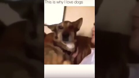 This is why I love dogs get this viral | #shorts | #viral | #funny | #subscribe | #cute