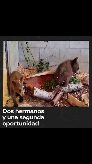 Dos jóvenes cachorros de oso negro tienen una segunda oportunidad