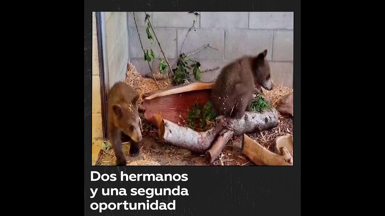 Dos jóvenes cachorros de oso negro tienen una segunda oportunidad