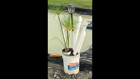 F.O.A. Frog Owners Association in a Fram 15W40 5 gallon Bucket & Egyptian Papyrus @ Dusk. No Really!