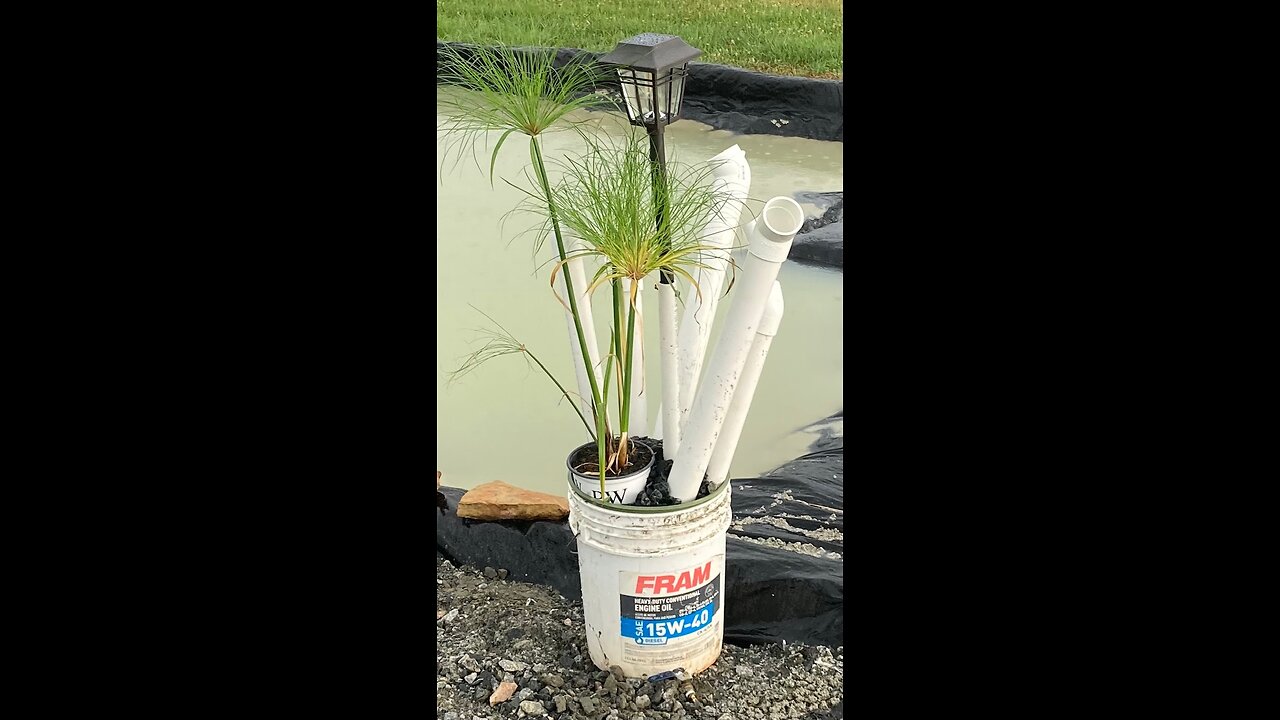 F.O.A. Frog Owners Association in a Fram 15W40 5 gallon Bucket & Egyptian Papyrus @ Dusk. No Really!