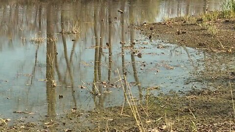 Bipartisan lawmakers, hunters, fishermen ask for $30M for wetlands