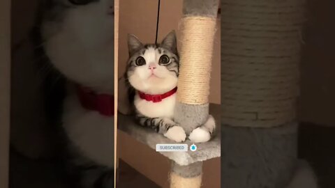funny cat videos | cute cat videos| cute animals funny cats #shorts #shortsfunny #cutecat #funnycat