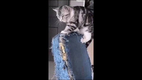 Funny cats