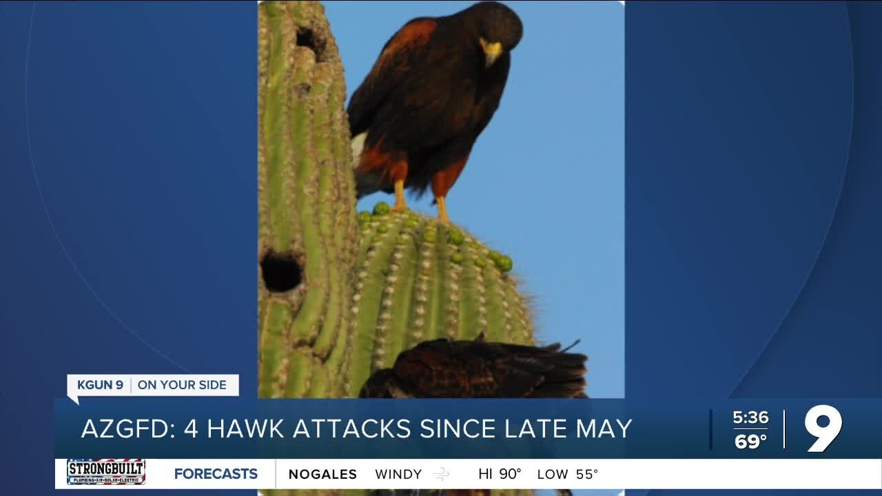 AZ Game and Fish reporting increase in hawk attacks throughout Southern Arizona