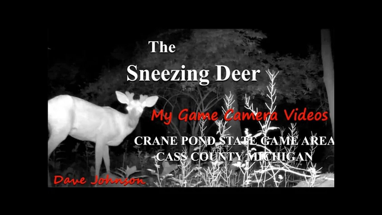 A Deer sneezes so hard he gives the camera mic a brain fart