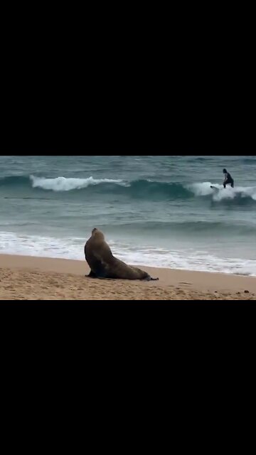Manly Beach this morning - Australian Fur Seal