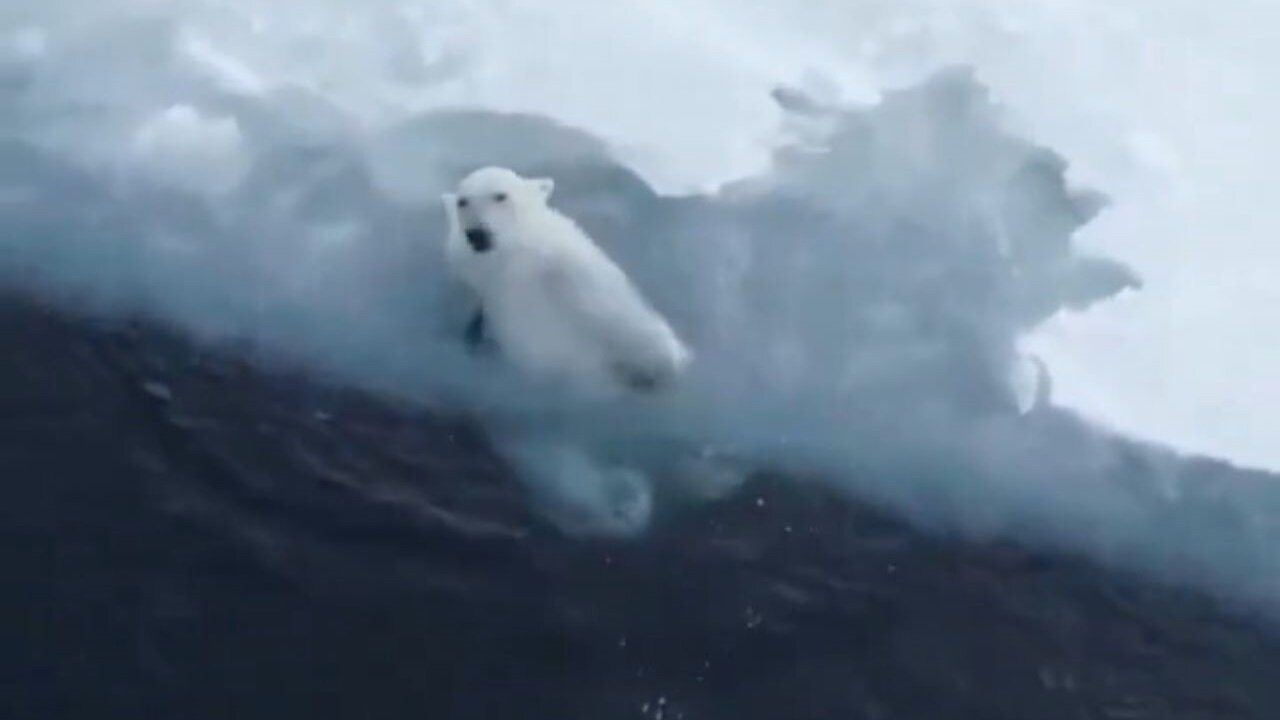 Polar Bear Having Fun Alone In The Water