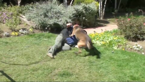 If You Ever Get ATTACKED By a Dog, This is What To Do
