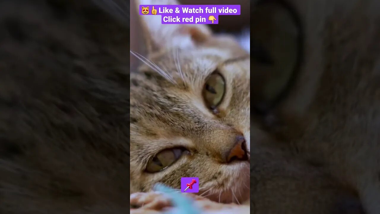 cute cat videos 😹funny videos 😂1368😻#shorts #catvideos #funnycatsvideos #cat #funny_cat #cutecat