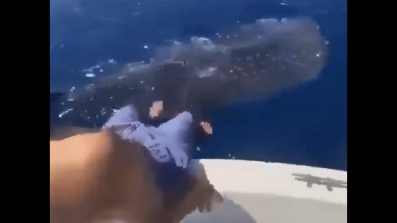 HAPPY ADVENTURES🛥️🌊🐋🏊‍♂️🤿SWIMMING WITH WHALE-SHARKS🐋🌊🏄‍♂️🚣💫