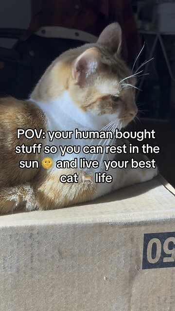 #gato #neko #chat #tabbycat #gingercat #orangecat @Costco Wholesale