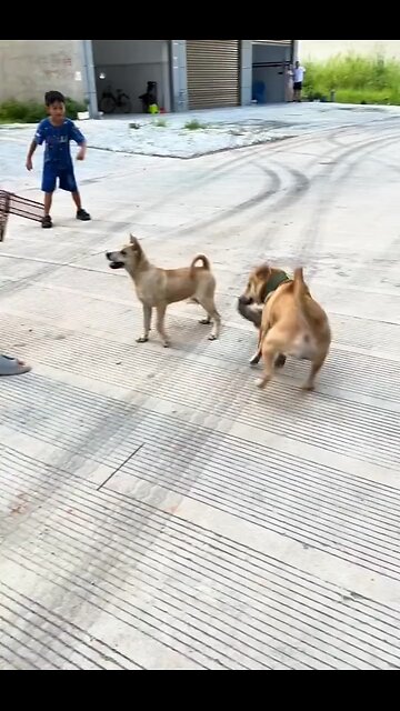 Dog caught rat and crazy to run