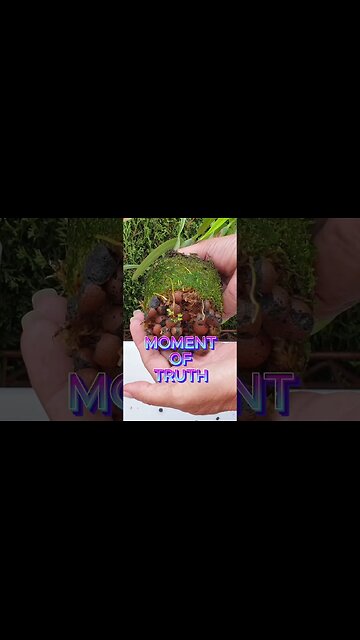 🥳 Well WELL WEEEEHHHL! Looky HERE 🪴👀 Propagation SUCCESS The RIGHT WAY! 💪🏼 #ninjaorchids #shorts