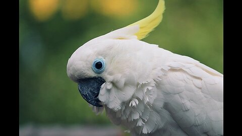 Trending funny parrots videos | Watching Pets #birds #bird #birdlovers #birdsofinstagram