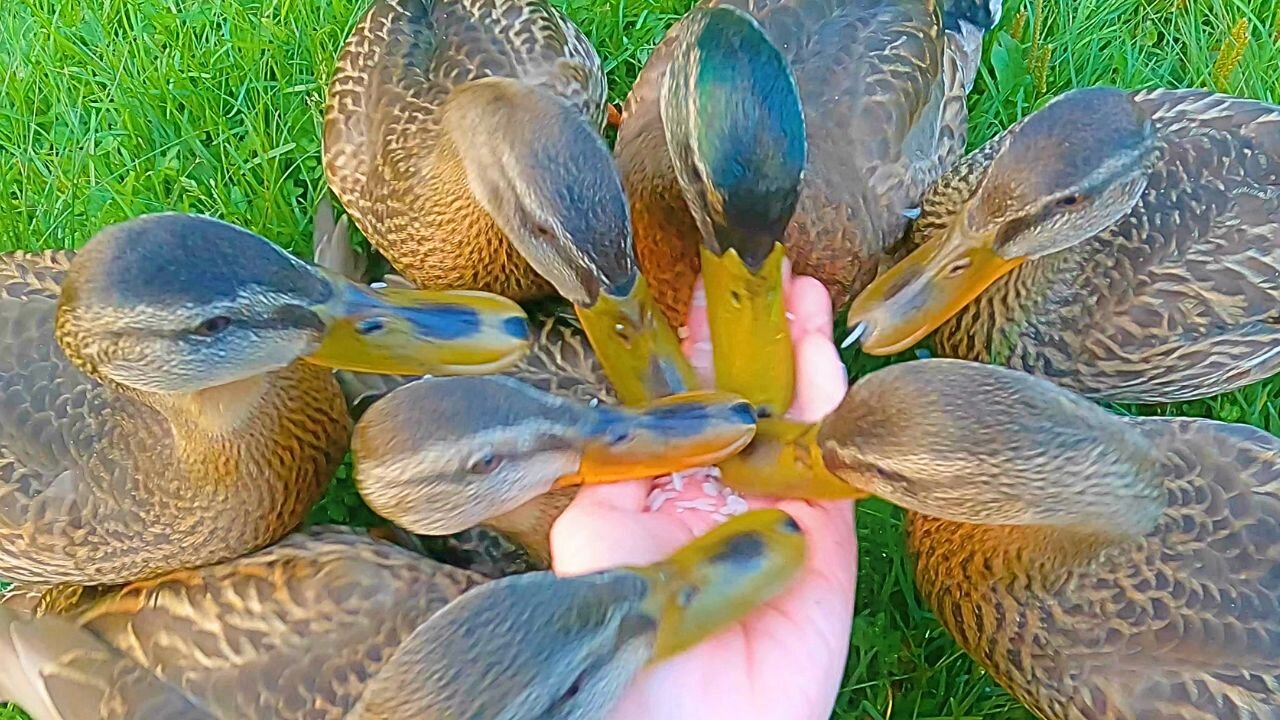 The 7 Headed Hydra. Mallard Duck Ducklings