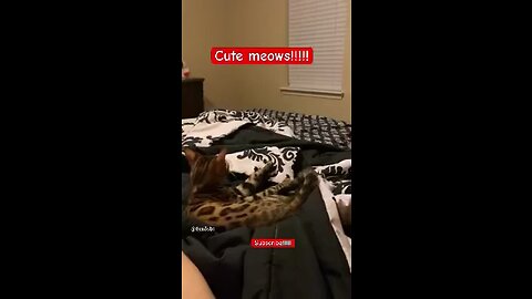 Cats meowing