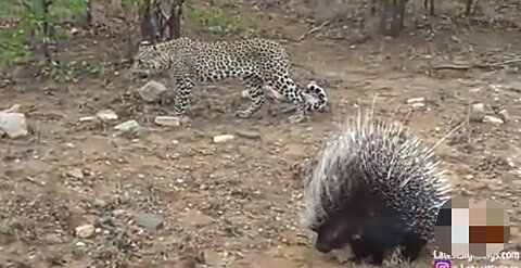 Silly leopard taking on porcupine at high speed will make your day!