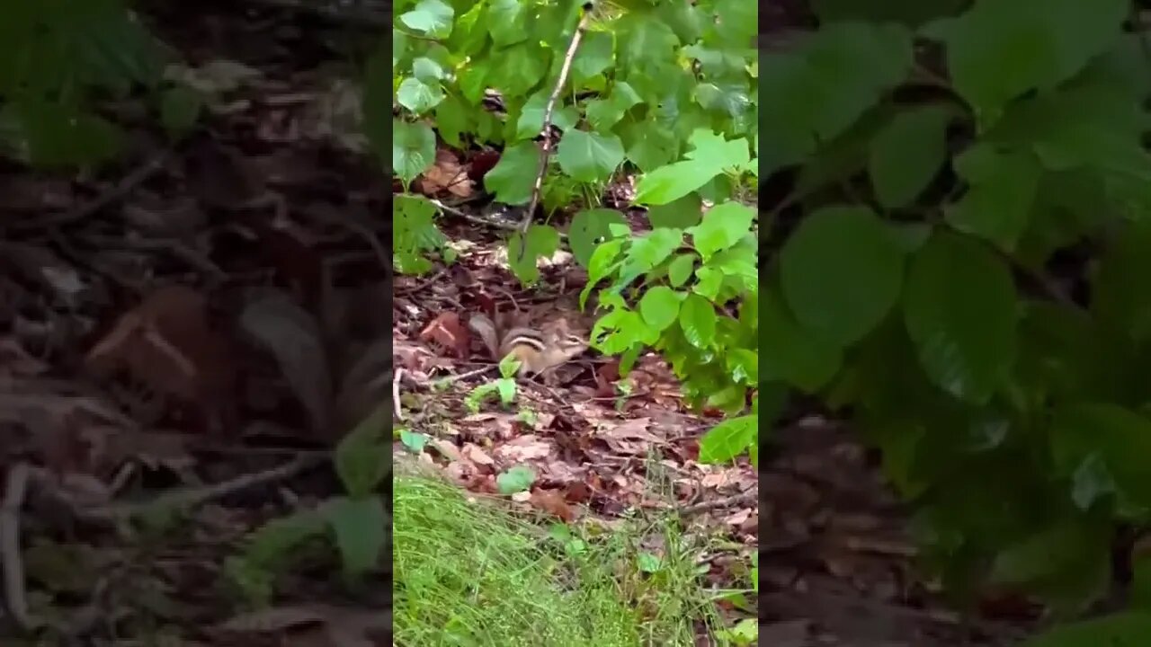 A cute chipmunk in a bush