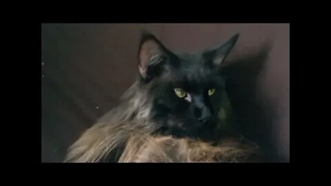 Apollo Mainecoon Cat