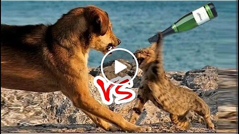 Funny videos of fighting between dogs & cats 🤣