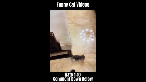 Funny Cat Videos