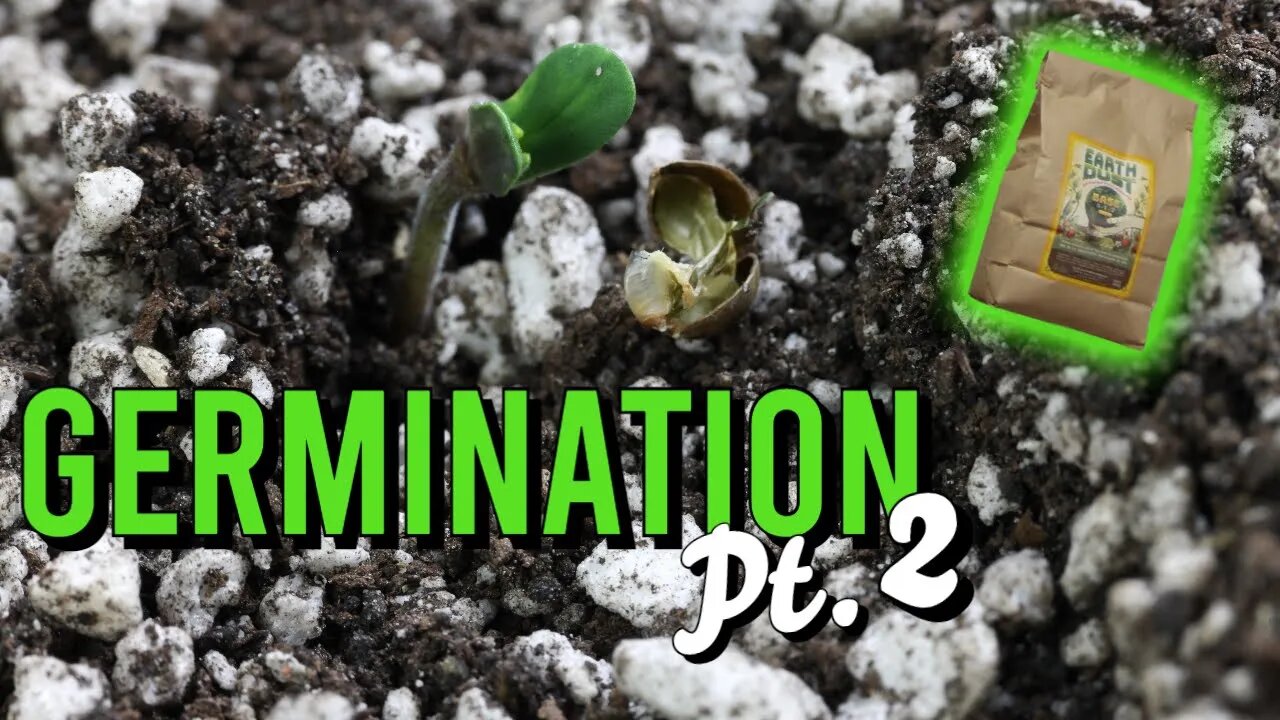 Germination Part 2 (Lucky Charmz & Caramel Frappe - THC Tone)