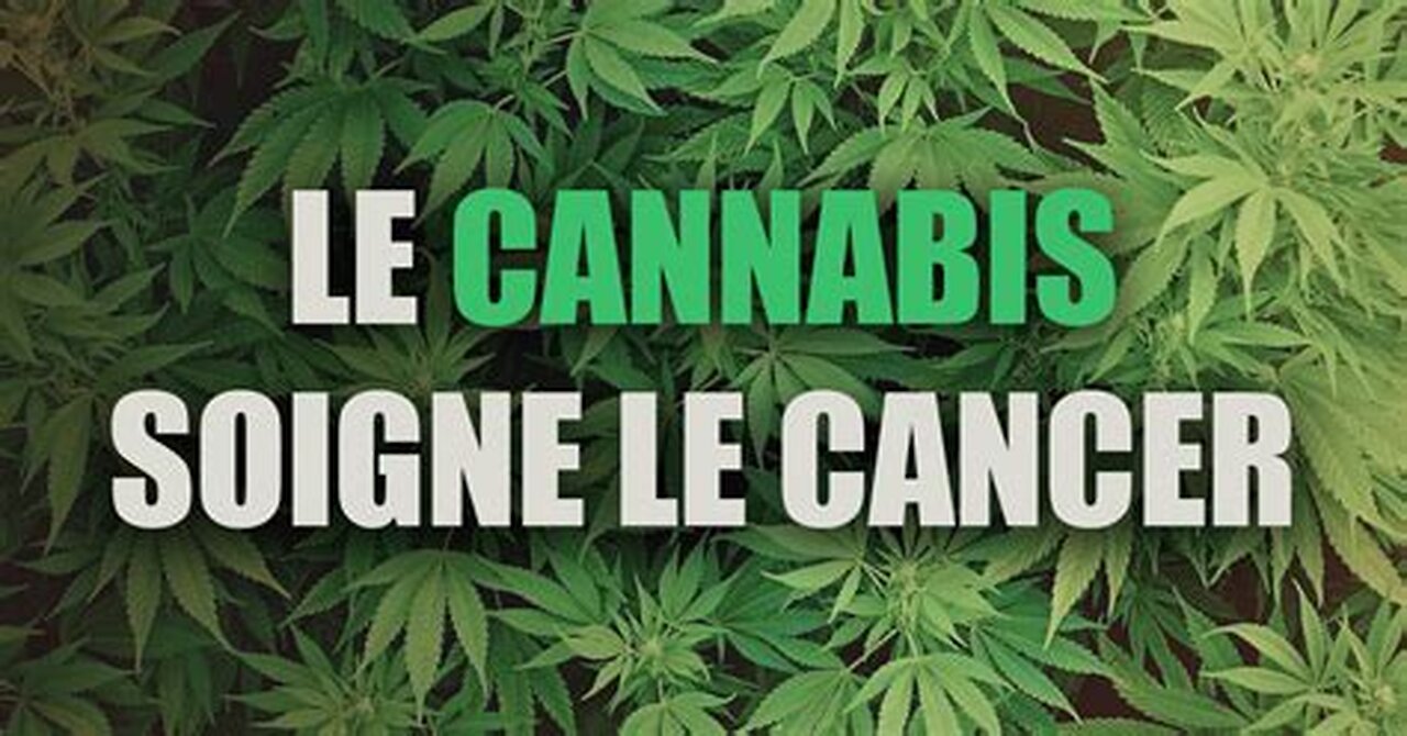 Le cannabis : Ses bienfaits sur le cancer