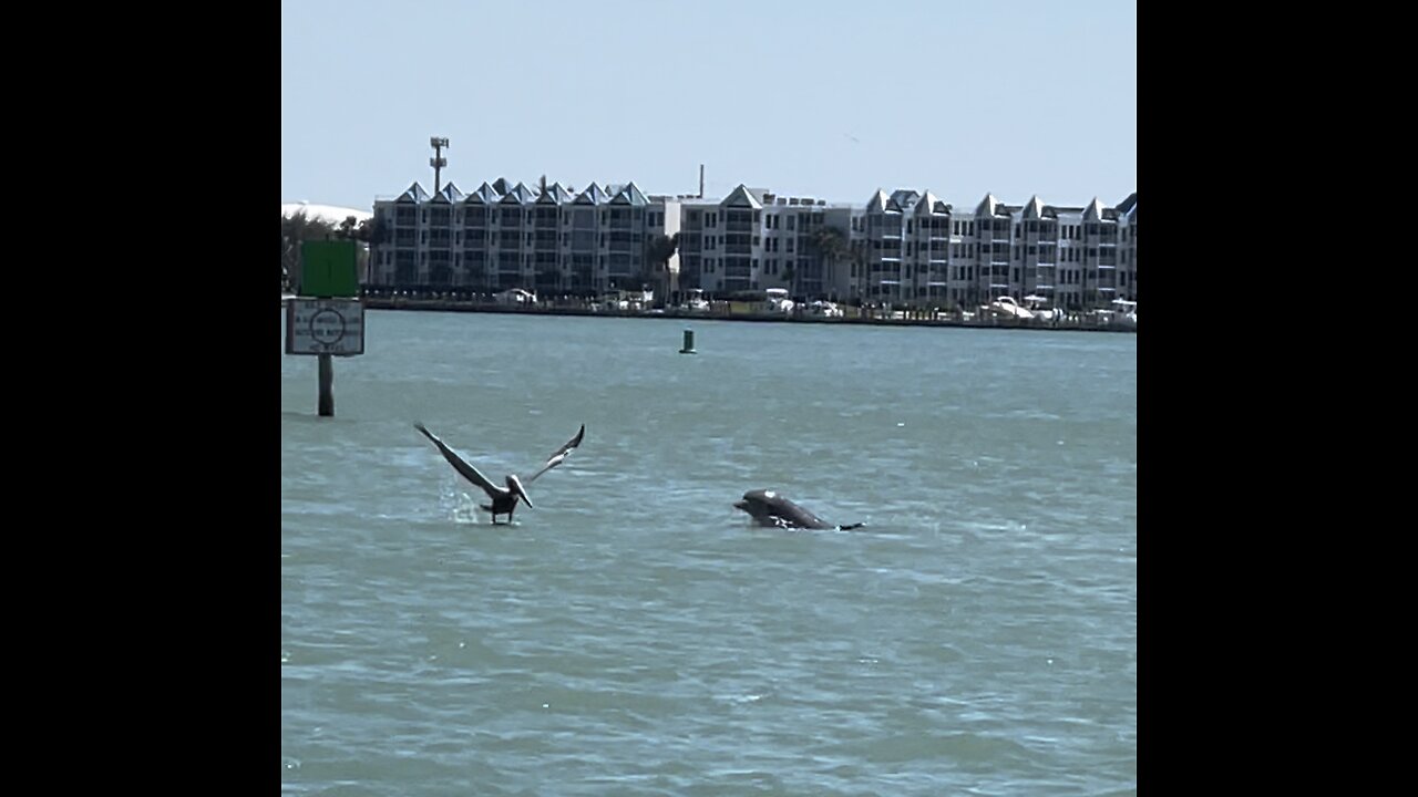 Dolphins Hunt In East Marco Bay 1 #FYP #Snook #Dolphin #Pelican #EastMarcoBay #4K #DolbyVisionHDR