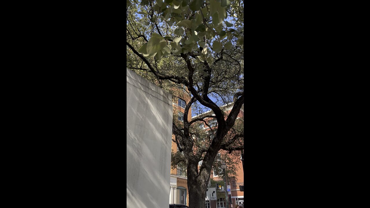 Where the CIA Assassinated President Kennedy, Dealy Square Dallas