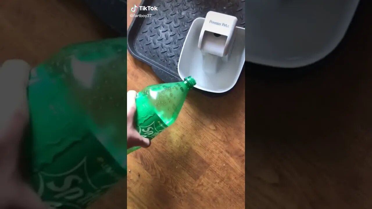 Cat Hit By Ceiling Fan I TikTok I @