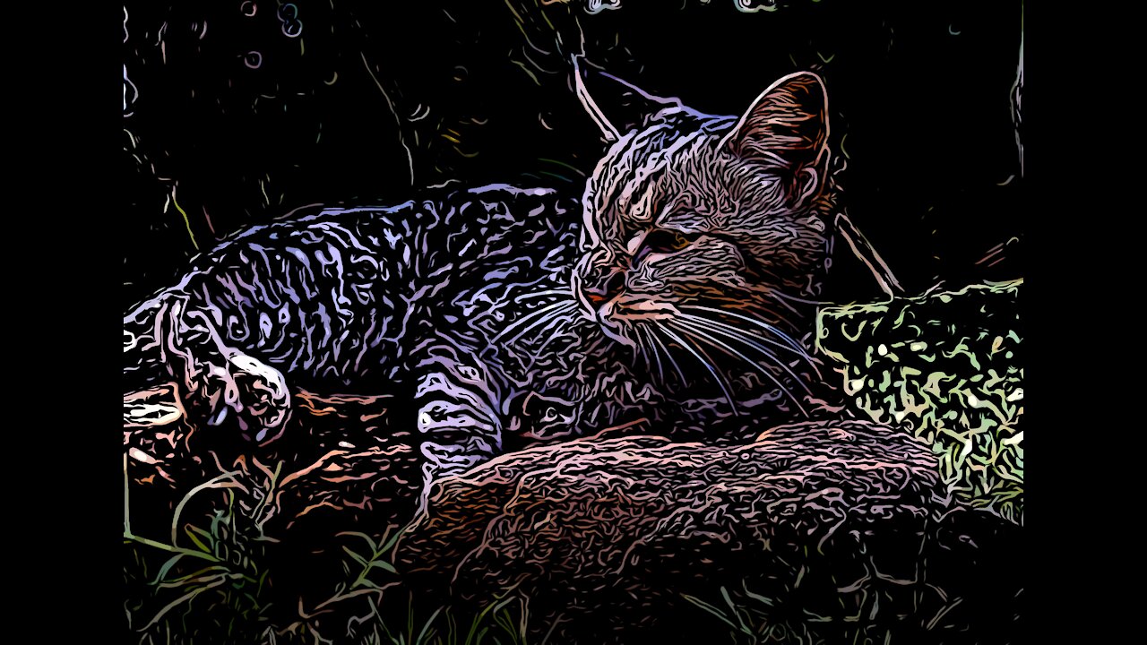 Purr by Kitty Roca