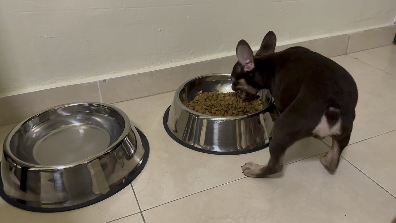 ISABELLA FRENCHIE EATS MEAL AT NEW HOME FOR THE FIRST TIME!!