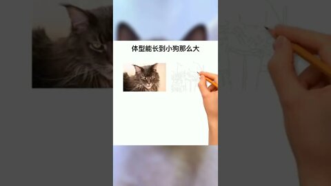 盘点性格像狗一样的猫咪！#萌宠#猫#猫咪#科普知识