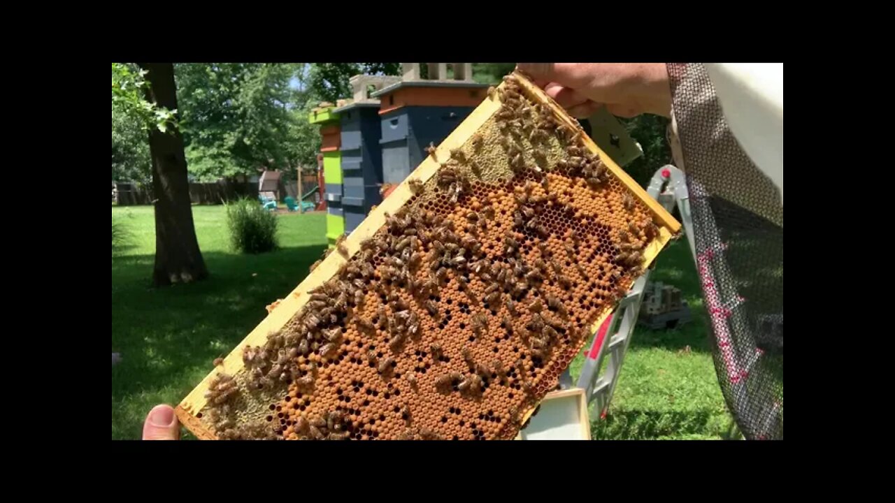 S4E20 - July 3, 2021 CHECKING FOR HONEY AND BROOD