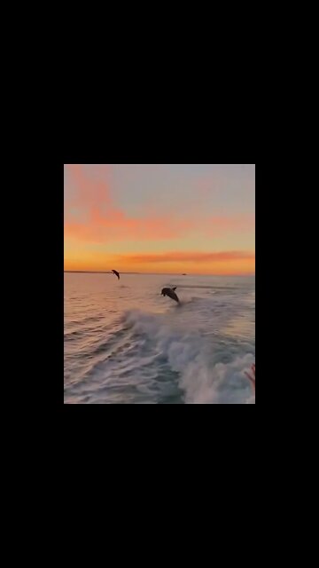 Wild and free dolphin