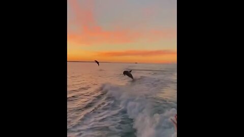 Wild and free dolphin