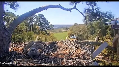 Owlet Defends The Nest Against a Crow 🦉 3/21/22 12:20