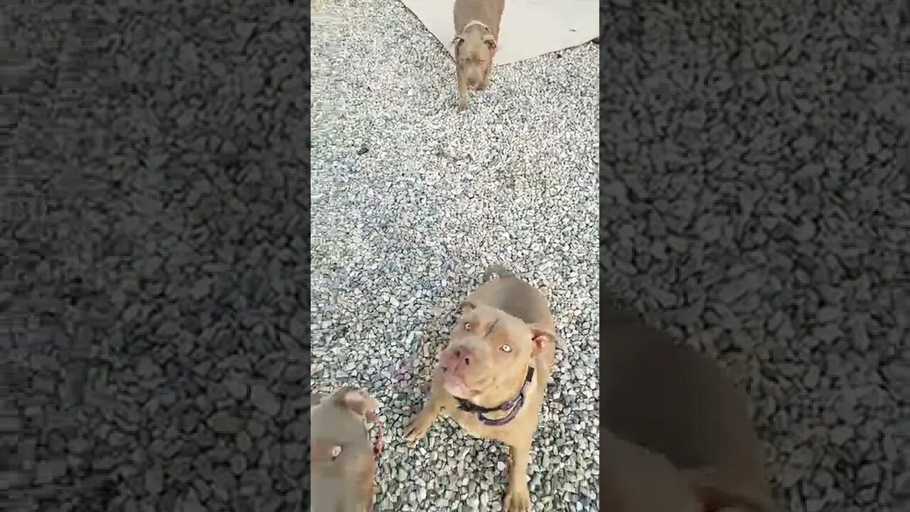 Sungrown Trichome Pitbull Puppies