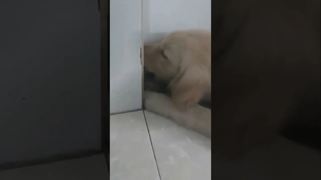 Golden is hiding food...😅🦮 #shorts #golden #tiktok
