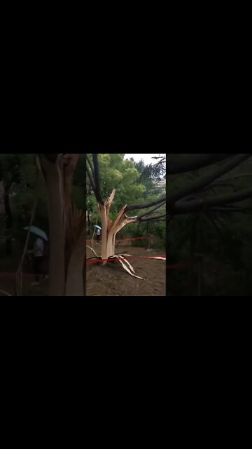 Thor destroyed the Tree #shorts #tree #short